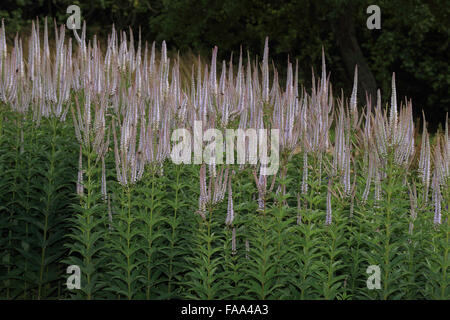 Culver's Veronicastrum virginicum (Racine) un stand de floraison, originaire de l'Est de l'Amérique du Nord. Banque D'Images