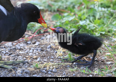 La Gallinule poule-d'eau (Gallinula chloropus), alimentation adultes jeunes, Gloucestershire, Angleterre, Royaume-Uni. Banque D'Images