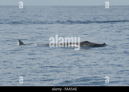 Le rorqual boréal (Balaenoptera borealis, surfaçage. Açores, Océan Atlantique. Banque D'Images