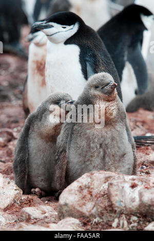 Jugulaire Penguin famille avec deux poussins, (Pygoscelis antarcticus), Hannah Point, péninsule antarctique. Banque D'Images