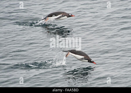 Manchots, Pygoscelis papua marsouinage à Pleneau Island, péninsule antarctique. Banque D'Images