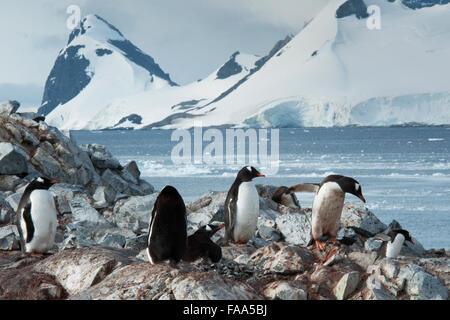 Colonie de manchots gentoo avec les poussins Pygoscelis papua Pleneau Island, péninsule antarctique. Banque D'Images