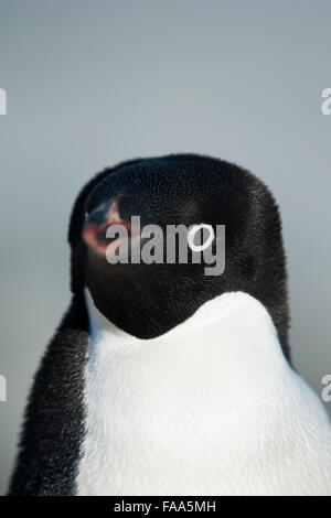 Manchot Adélie (Pygoscelis adeliae), portrait. L'île de Petermann, péninsule antarctique. Banque D'Images