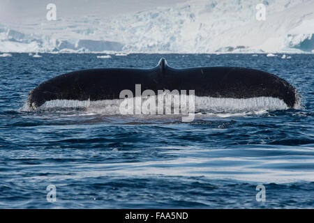 Baleine à bosse (Megaptera novaeangliae), fluking en face du glacier et les montagnes. Péninsule antarctique. Banque D'Images