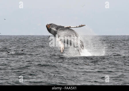 Veau de baleines à bosse (Megaptera novaeangliae), violation de haut dans les airs. Monterey, Californie, l'océan Pacifique. Banque D'Images