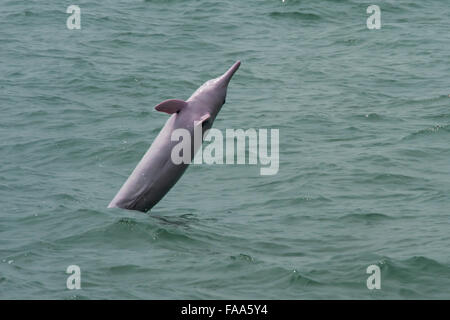 Femme à bosse de l'Indo-Pacifique Dolphin (Sousa chinensis), la pénalité. Hong Kong, Delta de la rivière des Perles. Banque D'Images