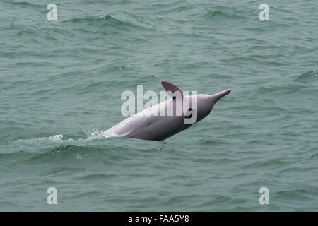 Femme à bosse de l'Indo-Pacifique Dolphin (Sousa chinensis), la pénalité. Hong Kong, Delta de la rivière des Perles. Banque D'Images