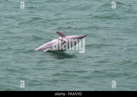 Femme à bosse de l'Indo-Pacifique Dolphin (Sousa chinensis), la pénalité. Hong Kong, Delta de la rivière des Perles. Banque D'Images