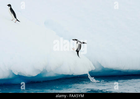 Les manchots Adélie, Pygoscelis adeliae, sauter d'iceberg, Îles Yalour, péninsule antarctique. Banque D'Images