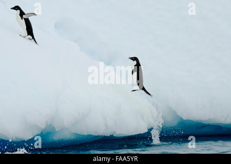 Les manchots Adélie, Pygoscelis adeliae, sautant sur ceberg, Îles Yalour, péninsule antarctique. Banque D'Images