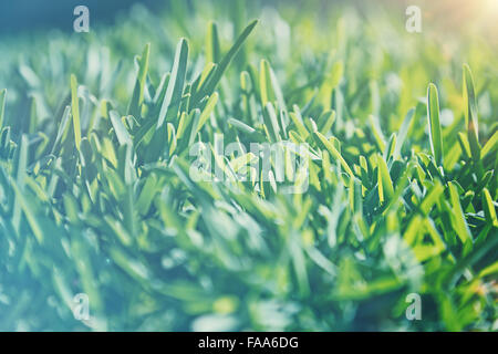 Fond style vintage look cinéma, photo d'un champ d'herbe verte à la lumière du soleil, l'ancien effet de fondu, peu profonde 6 Banque D'Images