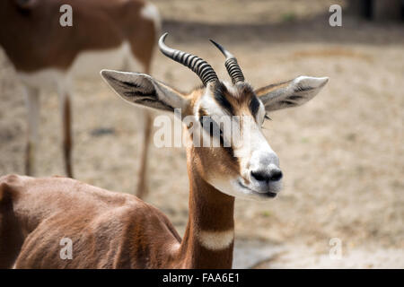 La gazelle dama mhorr Nanger dama () Banque D'Images