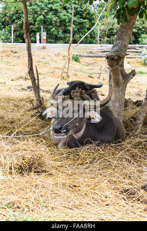 Buffalo thaï Banque D'Images