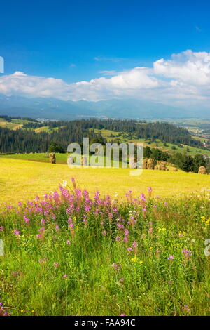 Campagne de printemps paysage, région Podhale, Pologne Banque D'Images