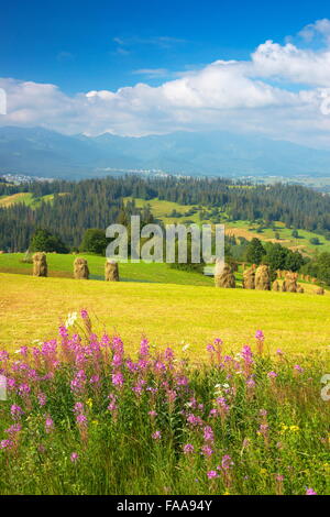 Campagne de printemps paysage, région Podhale, Pologne Banque D'Images