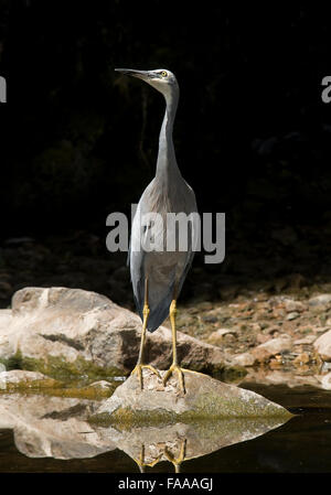 Aigrette à face blanche dans la région de River, dans le sud de l'Australie Banque D'Images