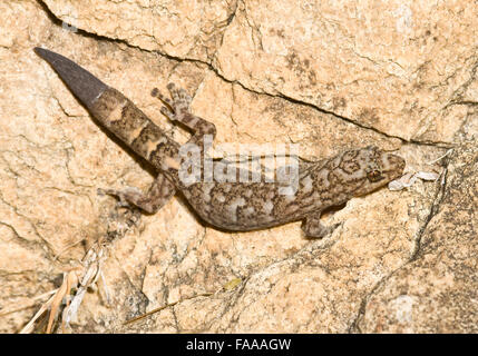 Moyennes gecko rock australien au soleil - collines d'Adélaïde, Australie du Sud Banque D'Images