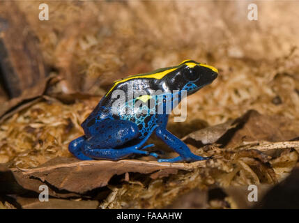 Poison dart frog, dendrobates tinctorius. Une petite grenouille originaire d'Amérique du Sud. connue pour son apparence et couleurs contrastées. Banque D'Images