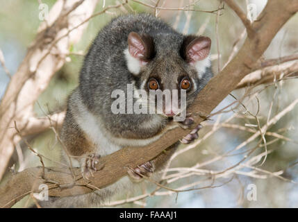 Ringtail possum, pseudocheirus peregrinus Banque D'Images