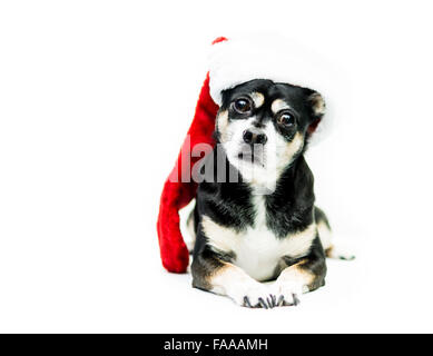 Dog Wearing Christmas Stocking - côté droit Banque D'Images