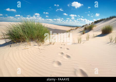 Leba - dunes ameuhsante dans le Parc National Slowinski, Poméranie, Pologne Banque D'Images