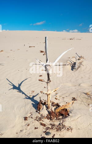 Leba - dunes ameuhsante dans le Parc National Slowinski, Poméranie, Pologne Banque D'Images