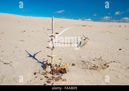 Leba - dunes ameuhsante dans le Parc National Slowinski, Poméranie, Pologne Banque D'Images