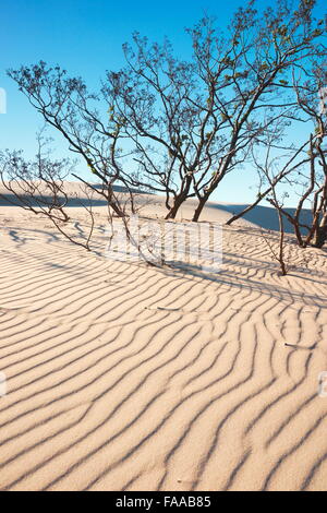 Leba - dunes ameuhsante dans le Parc National Slowinski, Poméranie, Pologne Banque D'Images