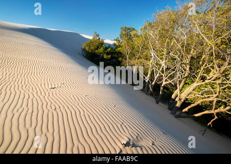 Leba - dunes ameuhsante dans le Parc National Slowinski, Poméranie, Pologne Banque D'Images