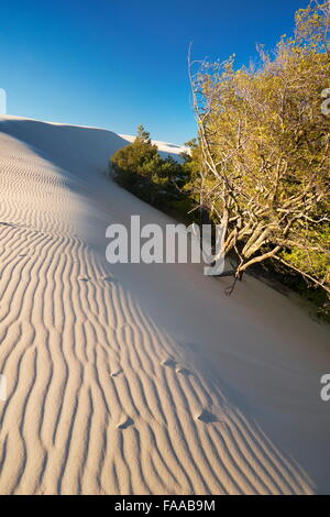 Leba - dunes ameuhsante dans le Parc National Slowinski, Poméranie, Pologne Banque D'Images