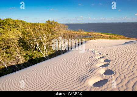 Leba - dunes ameuhsante dans le Parc National Slowinski, Poméranie, Pologne Banque D'Images