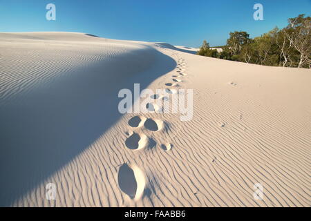 Leba - dunes ameuhsante dans le Parc National Slowinski, Poméranie, Pologne Banque D'Images