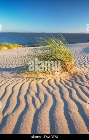 Leba - dunes ameuhsante dans le Parc National Slowinski, Poméranie, Pologne Banque D'Images