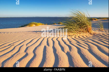 Leba - dunes ameuhsante dans le Parc National Slowinski, Poméranie, Pologne Banque D'Images