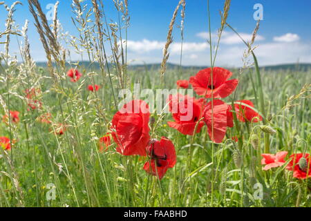 Paysage avec des fleurs de pavot, Pologne Banque D'Images