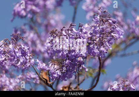 L'Éthiopie, Addis-Abeba, Decemder 14, 2013. Jacaranda fleurissent dans la rue Churchill de l'Ethiopie, à Addis-Abeba en décembre 14,2014. Banque D'Images