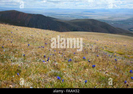 Gentiane dans une prairie alpine Banque D'Images