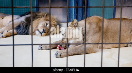 Derrière les barreaux dans un zoo lion manger de la viande Banque D'Images