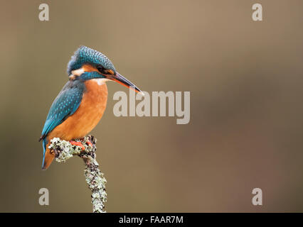 Les femelles de la Kingfisher (Alcedo atthis) perché sur la branche couverte de lichen Banque D'Images