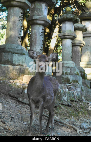 Deer à Nara - Japon Banque D'Images