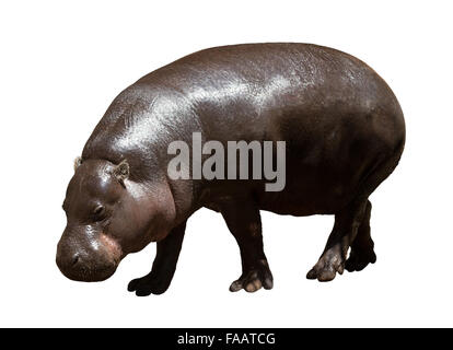 Femme Hippopotame (Hippopotamus amphibius). Plus isolé sur fond blanc Banque D'Images