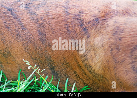 Gros plan d'une fourrure de chien tabby Banque D'Images
