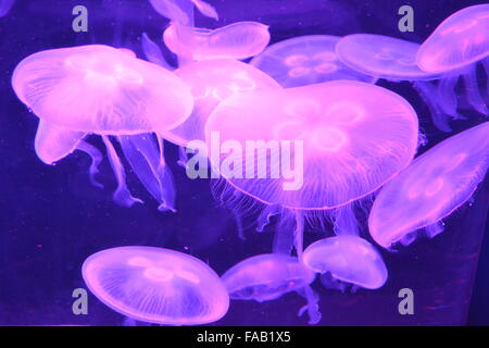 Les méduses avec vrilles nager dans l'aquarium avec des couleurs pourpre Banque D'Images