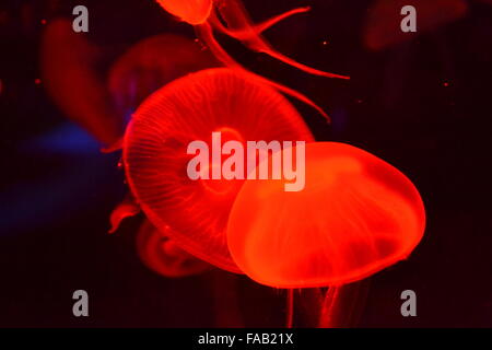 Les méduses avec vrilles nager dans l'aquarium avec coloration rouge Banque D'Images