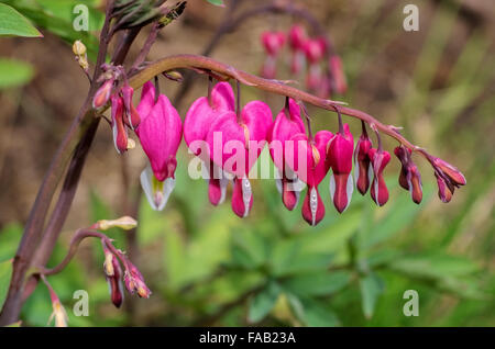 Traenendes Herz - bleeding heart 09 Banque D'Images