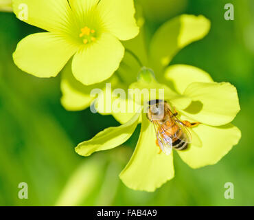 Abeille sur une oxalis jaune Banque D'Images