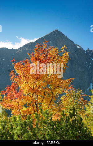 Automne dans la vallée de Kiezmarska, montagnes Tatra, Slovaquie Banque D'Images