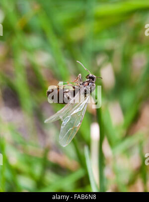 Ant queen avec des ailes Banque D'Images