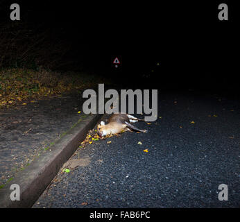 Cerf muntjac morts à côté de route dans le Royaume-Uni Banque D'Images