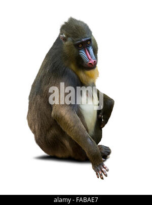 Mandrill (Mandrillus sphinx). Isolated on white Banque D'Images